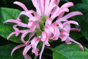 A skótvirág vagy jakobinia (Jacobinia justicia carnea)