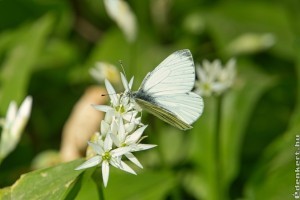 Így nevelj a konyhakertben medvehagymát! Ez a titka