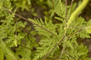 Vigyázat, jön a parlagfű!