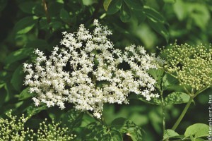 Bodza gyógyhatása: egy igazi csodaszer, ennyi mindenre jó