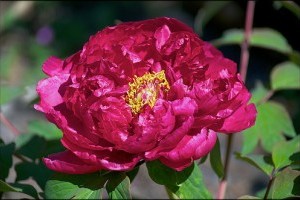 Miért nem virágzik a növényem? (III.)