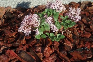 Vigyázz! ... Kész!! ... Kérgezz!!!