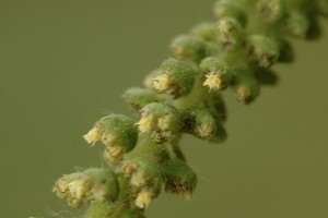 Támogatás parlagfű-mentesítésre