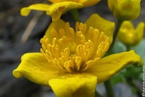 Vízinövények - mocsár zóna (képekkel)