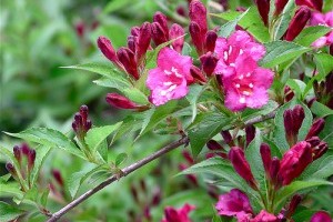 Virágzó Zugló 2011 - Róna utca és Zsolnay Vilmos utca