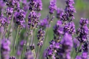 Ehető dísznövények