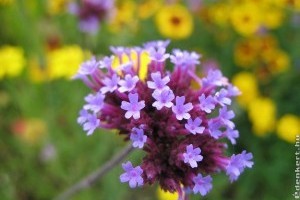 Kertészkedési tippek júliusra!