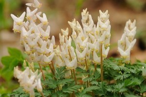 Vadvirágokat az árnyékba!