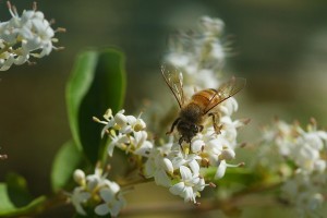 Krizantém: ha ezekre figyelsz, tele lesz virággal
