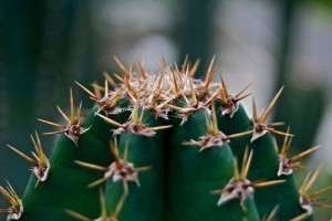 Kaktuszok havi munkanaptára - július, augusztus