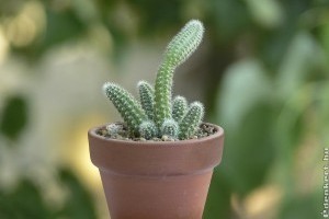 Hogyan készítsük fel a kaktuszokat a télre?