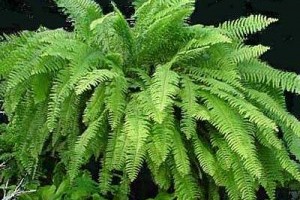 Szobapáfrány (Nephrolepis exaltata)