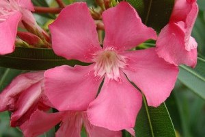 Európai leander (Nerium oleander)
