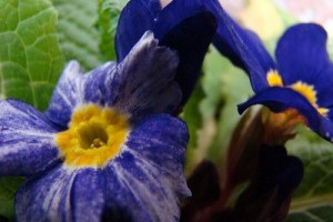 A szártalan- és a szobai kankalin