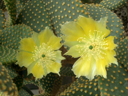 Krizantém: ha ezekre figyelsz, tele lesz virággal