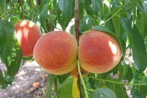 Őszibarack, kajszi és szilva szedd magad 2012