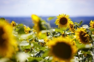 Meghökkentő érdekességek a napraforgóról