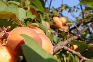 Mi az igazság a kajszibarack (Prunus armeniaca) magjáról?