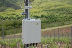 Innovatív növényvédelem a szőlőskertekben