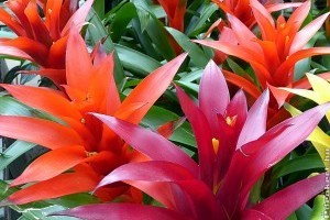 Így gondozd a guzmania broméliát!