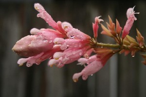 Virágzó Zugló 2011 - Ráskay Lea utca és Ond vezér útja