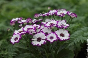 A cinerarária (Senecio cruentus) gondozása