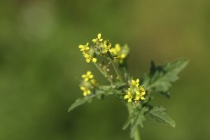 A szapora zsombor története
