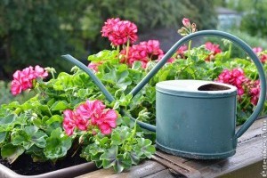 Muskátli öntözése: ezeket sokan elrontják