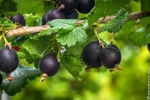 Josta: a ribizli és az egres szerelemgyereke