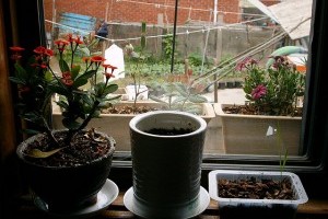 Ablakpárkány kert kialakítása