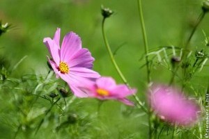 Alakítsunk ki nyári parasztkertet!