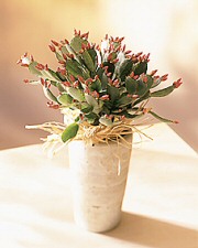 Krizantém: ha ezekre figyelsz, tele lesz virággal