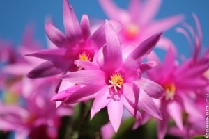Hogyan gondozzuk a húsvéti kaktuszt (Rhipsalidopsis gaertneri)?