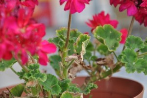 Harc a muskátli kórokozói ellen