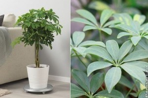 A kislevelű sugárarália (Schefflera arboricola)