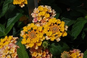 Virágzó Zugló 2011 - Bosnyák utca 69.