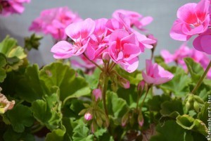 4 kártevő, ami megbetegíti a muskátlit