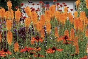 Narancssárgába öltözött kert vidám embereknek