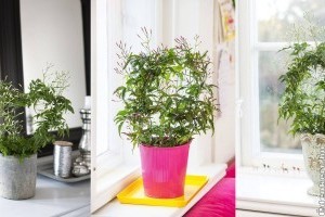 A sokvirágú jázmin nevelésének titka a téli helyes tartás