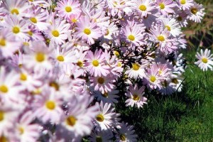 Virágzó Zugló 2011 - Pétervárad utca 21.