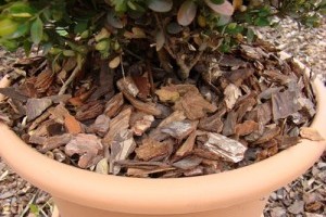 Segítség a sikeres fenyőkéreg választáshoz!