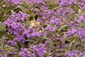 Szúnyogok ellen ezt a növényt érdemes bevetni