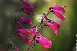 Égővörös nyári mező - virágoskert ötletek