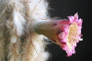 Őszi kaktusz és pozsgásnövény kiállítás és vásár