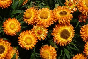 Virágzó Zugló 2011 - Bácskai utca 53-61