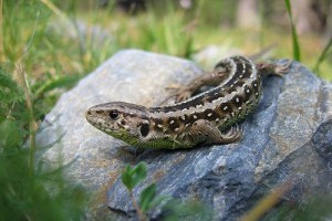 Hasznos állat a kertben: a gyík