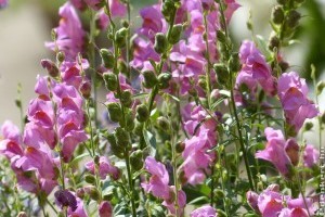 Oroszlánszáj (tátika): gyerekkorunk virág a nagymama kertjéből