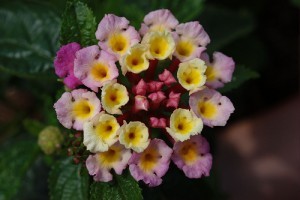 Virágzó Zugló 2011 - Szatmár utca 63/b