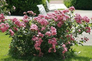 Virágzó Zugló 2011 - Bazsarózsa utca 100.