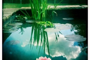 A tóápolás kalendáriuma: május-augusztus